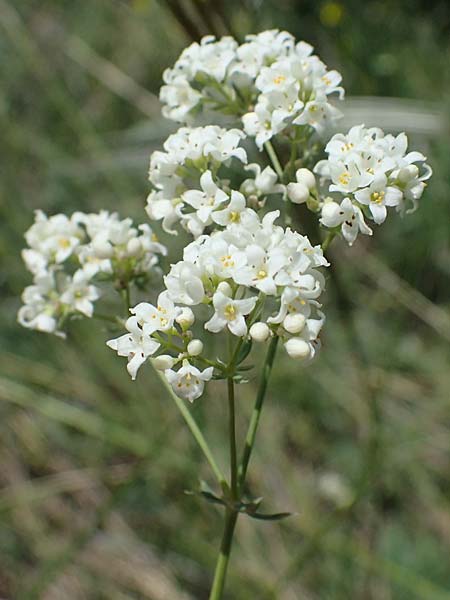 Galium glaucum \ Blaugrnes Labkraut / Glaucous Bedstraw, Waxy Bedstraw, A Hainburg 14.5.2022