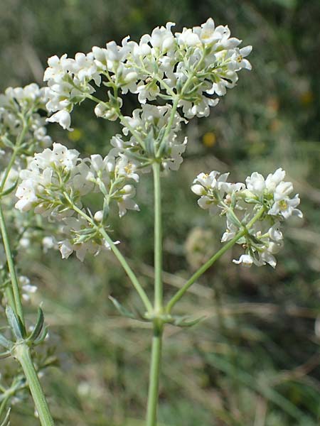 Galium glaucum \ Blaugrnes Labkraut / Glaucous Bedstraw, Waxy Bedstraw, A Hainburg 14.5.2022