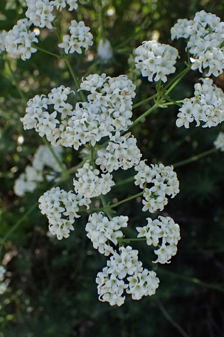 Galium glaucum \ Blaugrnes Labkraut / Glaucous Bedstraw, Waxy Bedstraw, A Hainburg 10.5.2025