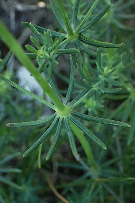 Galium glaucum \ Blaugrnes Labkraut / Glaucous Bedstraw, Waxy Bedstraw, A Hainburg 10.5.2025