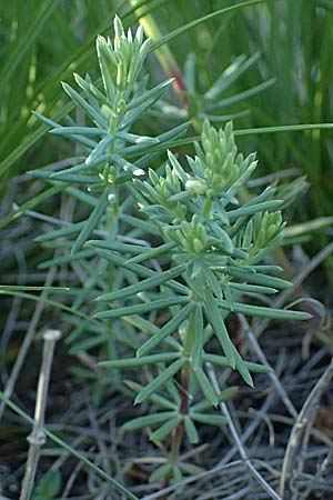 Galium glaucum \ Blaugrnes Labkraut / Glaucous Bedstraw, Waxy Bedstraw, A Hainburg 10.5.2025