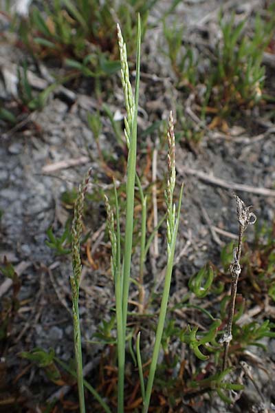 Puccinellia peisonis \ Zick-Salzschwaden, Neusiedlersee-Salzschwaden / Lake Neusiedl Saltmarsh Grass, A Seewinkel, Apetlon 8.5.2022