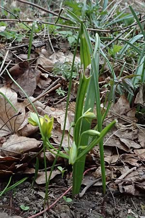 Gagea lutea \ Wald-Gelbstern / Star of Bethlehem, A Marchegg 7.3.2024