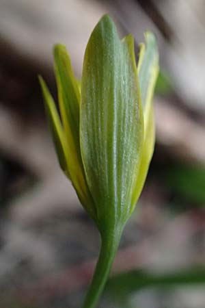 Gagea lutea \ Wald-Gelbstern / Star of Bethlehem, A Marchegg 7.3.2024