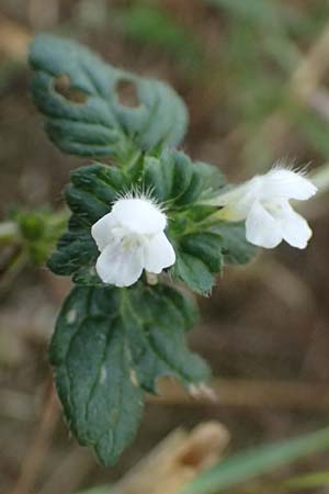 Galeopsis ladanum \ Breitblttriger Hohlzahn / Broad-Leaved Hemp-Nettle, Red Hemp-Nettle, A Bad Leonfelden 12.8.2024