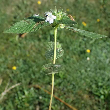 Galeopsis ladanum \ Breitblttriger Hohlzahn / Broad-Leaved Hemp-Nettle, Red Hemp-Nettle, A Bad Leonfelden 13.8.2024