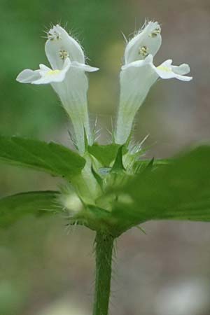 Galeopsis ladanum \ Breitblttriger Hohlzahn / Broad-Leaved Hemp-Nettle, Red Hemp-Nettle, A Kaprun 10.8.2025