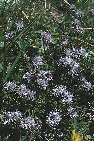 Globularia cordifolia \ Herzblttrige Kugelblume / Leather-Leaf Powder-Puff, A Widderstein 17.8.1987