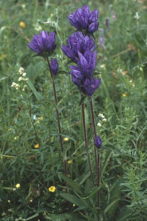 Campanula glomerata \ Knuel-Glockenblume / Clustered Bellflower, A Hinterhornbach 16.7.1987