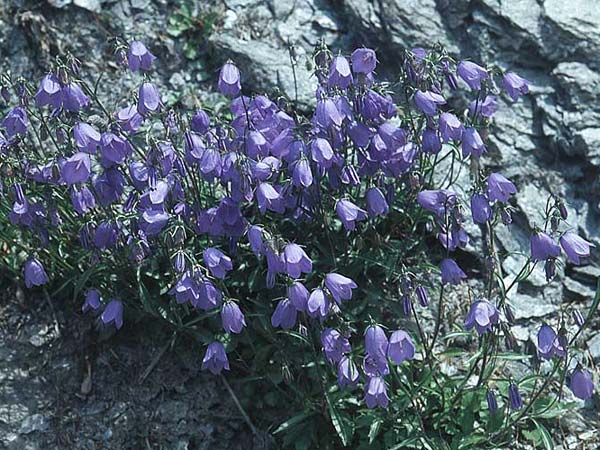 Campanula cochlearifolia \ Kleine Glockenblume / Fairy's Thimble, A Großglockner 5.8.2004