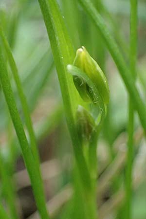 Gagea minima \ Kleiner Gelbstern / Small Star of Bethlehem, A Hainburg 7.3.2024