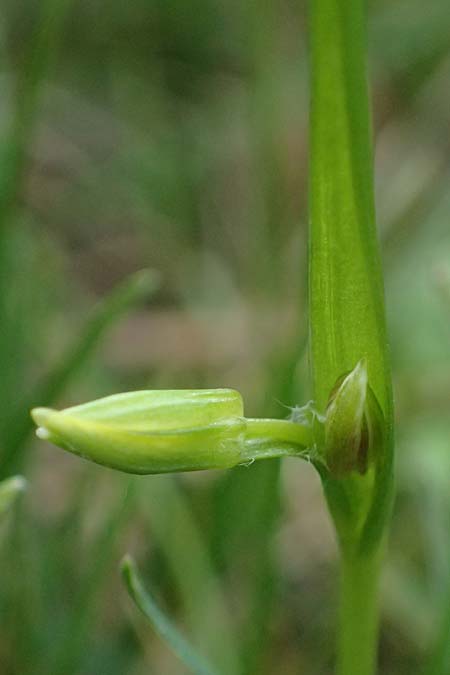 Gagea minima \ Kleiner Gelbstern / Small Star of Bethlehem, A Hainburg 7.3.2024