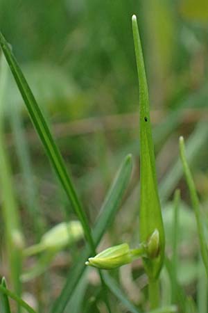 Gagea minima \ Kleiner Gelbstern / Small Star of Bethlehem, A Hainburg 7.3.2024