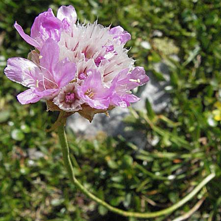 Armeria maritima subsp. alpina \ Alpen-Grasnelke / Alpine Thrift, A Kärnten/Carinthia, Petzen 21.7.2007