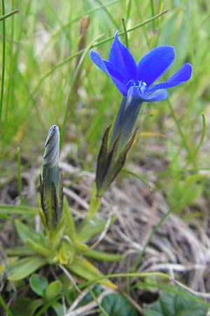 Gentiana pumila \ Niedlicher Enzian / Dwarf Gentian, A K&auml;rnten/Carinthia, Petzen 2.7.2010
