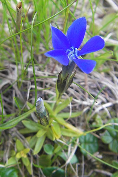 Gentiana pumila \ Niedlicher Enzian / Dwarf Gentian, A K&auml;rnten/Carinthia, Petzen 2.7.2010