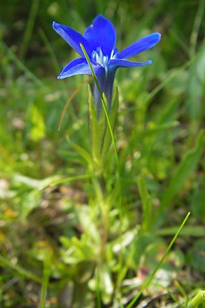 Gentiana nivalis \ Schnee-Enzian / Alpine Gentian, A Kärnten/Carinthia, Petzen 2.7.2010