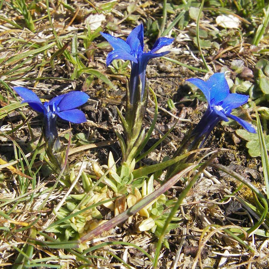 Gentiana pumila \ Niedlicher Enzian / Dwarf Gentian, A Trenchtling 3.7.2010