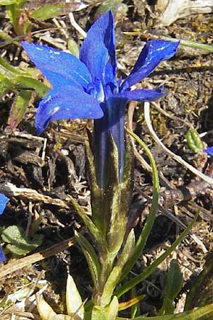 Gentiana pumila \ Niedlicher Enzian / Dwarf Gentian, A Trenchtling 3.7.2010