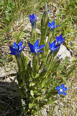 Gentiana nivalis \ Schnee-Enzian / Alpine Gentian, A Malta - Tal / Valley 19.7.2010
