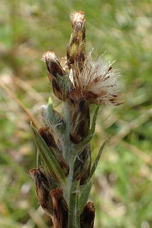 Gnaphalium norvegicum \ Norwegisches Ruhrkraut, A Kärnten, Koralpe 9.8.2016