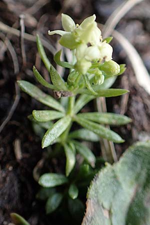 Galium noricum \ Norisches Labkraut / Norican Bedstraw, A Trenchtling 3.7.2019
