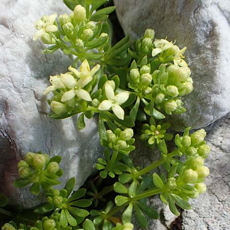 Galium megalospermum \ Schweizer Labkraut / Swiss Bedstraw, A Dachstein, Auretskar 7.7.2020