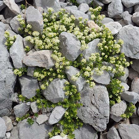 Galium megalospermum \ Schweizer Labkraut / Swiss Bedstraw, A Dachstein, Auretskar 7.7.2020