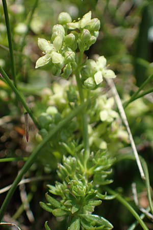 Galium noricum \ Norisches Labkraut / Norican Bedstraw, A Wölzer Tauern, Kleiner Zinken 24.7.2021