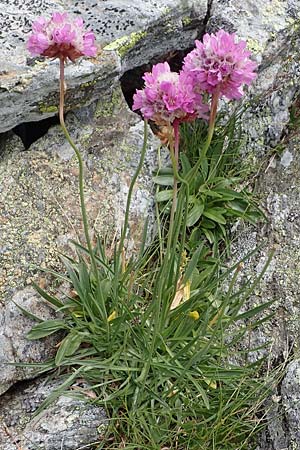 Armeria maritima subsp. alpina \ Alpen-Grasnelke / Alpine Thrift, A Wölzer Tauern, Hoher Zinken 24.7.2021