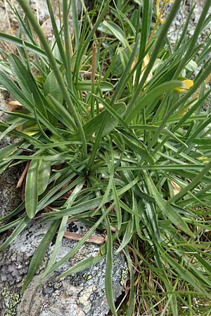 Armeria maritima subsp. alpina \ Alpen-Grasnelke / Alpine Thrift, A Wölzer Tauern, Hoher Zinken 24.7.2021