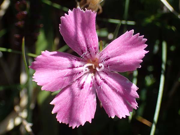 Dianthus glacialis \ Gletscher-Nelke / Glacier Pink, A W&ouml;lzer Tauern, Hohenwart 29.7.2021