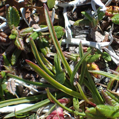 Dianthus glacialis \ Gletscher-Nelke / Glacier Pink, A W&ouml;lzer Tauern, Hohenwart 29.7.2021