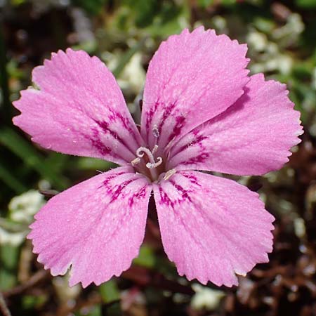 Dianthus glacialis \ Gletscher-Nelke / Glacier Pink, A W&ouml;lzer Tauern, Hohenwart 29.7.2021
