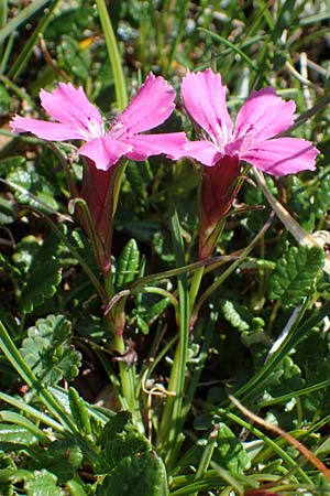 Dianthus glacialis \ Gletscher-Nelke / Glacier Pink, A W&ouml;lzer Tauern, Hohenwart 29.7.2021