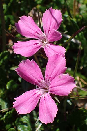 Dianthus glacialis \ Gletscher-Nelke / Glacier Pink, A W&ouml;lzer Tauern, Hohenwart 29.7.2021