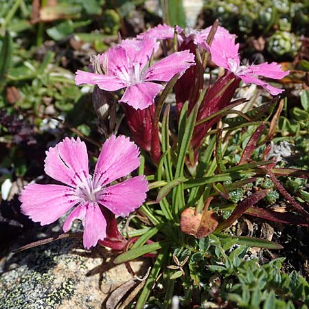 Dianthus glacialis \ Gletscher-Nelke / Glacier Pink, A W&ouml;lzer Tauern, Hohenwart 29.7.2021