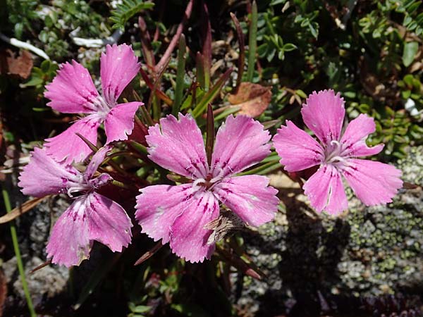 Dianthus glacialis \ Gletscher-Nelke / Glacier Pink, A W&ouml;lzer Tauern, Hohenwart 29.7.2021
