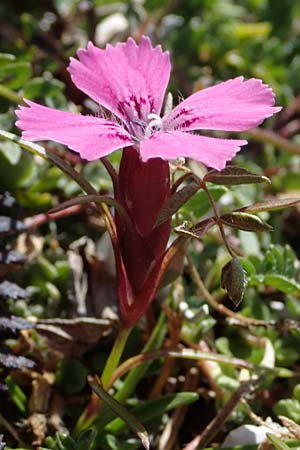 Dianthus glacialis \ Gletscher-Nelke / Glacier Pink, A W&ouml;lzer Tauern, Hohenwart 29.7.2021
