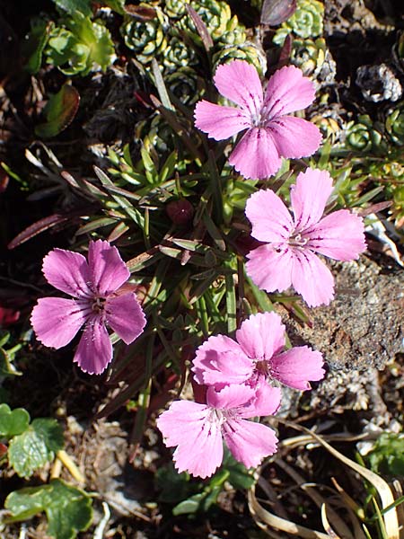 Dianthus glacialis \ Gletscher-Nelke / Glacier Pink, A W&ouml;lzer Tauern, Hohenwart 29.7.2021