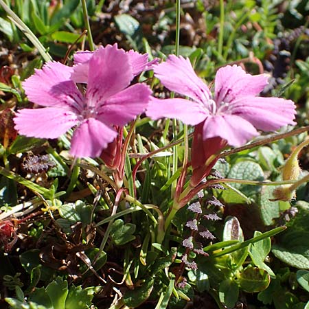 Dianthus glacialis \ Gletscher-Nelke / Glacier Pink, A W&ouml;lzer Tauern, Hohenwart 29.7.2021