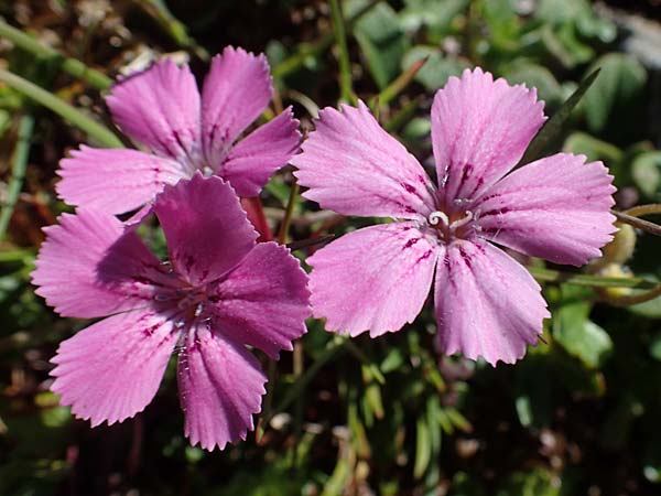 Dianthus glacialis \ Gletscher-Nelke / Glacier Pink, A W&ouml;lzer Tauern, Hohenwart 29.7.2021