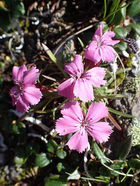 Dianthus glacialis \ Gletscher-Nelke / Glacier Pink, A W&ouml;lzer Tauern, Hohenwart 29.7.2021