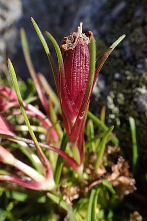 Dianthus glacialis \ Gletscher-Nelke / Glacier Pink, A W&ouml;lzer Tauern, Hohenwart 29.7.2021
