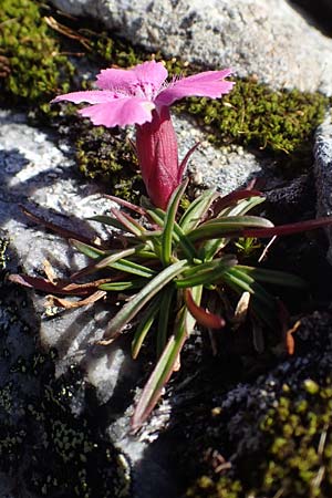 Dianthus glacialis \ Gletscher-Nelke / Glacier Pink, A W&ouml;lzer Tauern, Hohenwart 29.7.2021