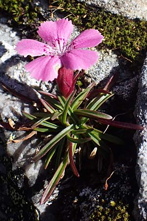 Dianthus glacialis \ Gletscher-Nelke / Glacier Pink, A W&ouml;lzer Tauern, Hohenwart 29.7.2021