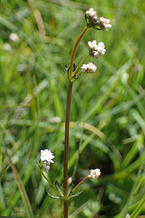 Galium uliginosum \ Moor-Labkraut / Fen Bedstraw, A Kärnten/Carinthia, Koralpe 1.7.2022