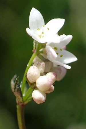 Galium uliginosum \ Moor-Labkraut / Fen Bedstraw, A Kärnten/Carinthia, Koralpe 1.7.2022