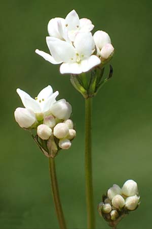 Galium uliginosum \ Moor-Labkraut / Fen Bedstraw, A Kärnten/Carinthia, Koralpe 1.7.2022