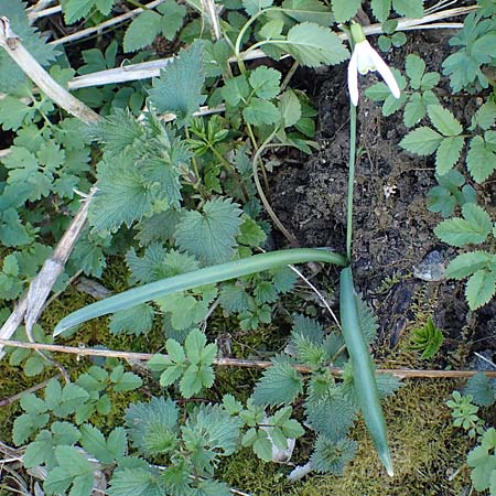 Galanthus nivalis \ Echtes Schneeglckchen / Snowdrop, A Krems 1.4.2023
